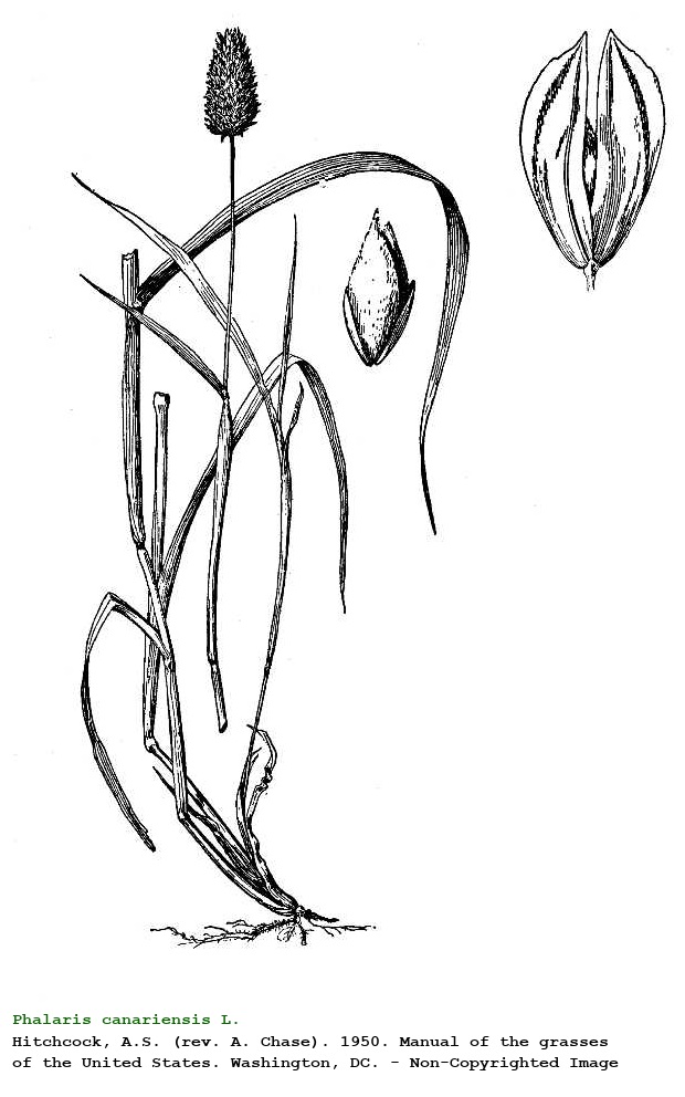 Phalaris canariensis L.